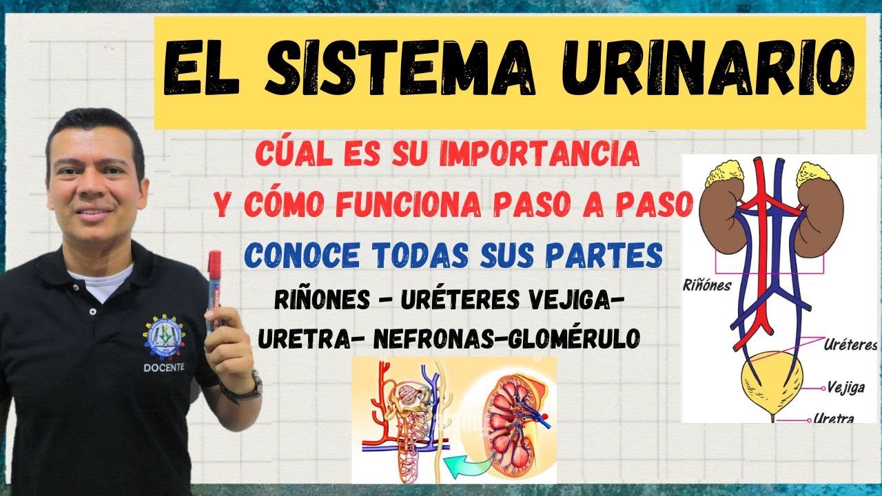 EL APARATO O SISTEMA URINARIO, NEFRONAS, RIÑON, URETERES, VEJIGA, EXPLICADO CON DETALLE. SISTEMA EXC