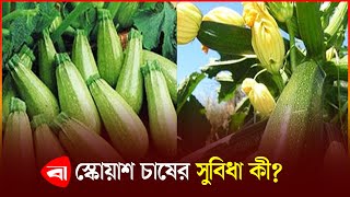 দেশের মাটিতে বিদেশি সবজি স্কোয়াশের চাষ