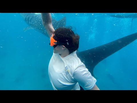 Whale Shark Oslob Cebu- Tan-awan | The Adventures channel
