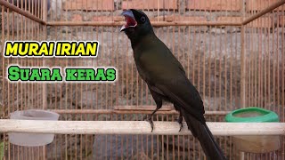 Download lagu suara tajam burung sewotan deot || murai irian suara keras mp3