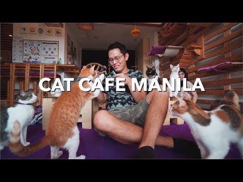 CAT Cafe Manila! (Cute Cats in the Philippines)