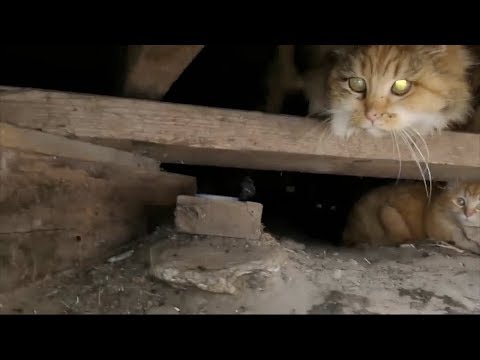 Feral cat colony