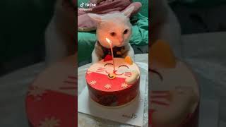 Download lagu Kucing juga tiktok an !! mp3