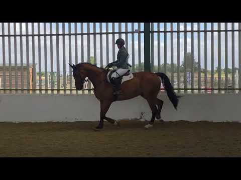 Top Quality Sport Horse - Image 2
