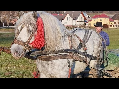 Armăsar greu Dumitru Colibaba de la Satu Mare-Bucovina