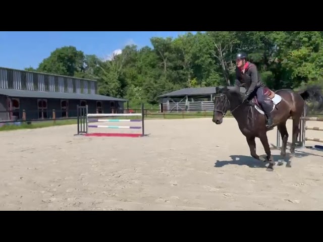 Hongre selle fran&ccedil;ais 6 ans 