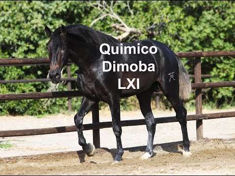 Potro Español Tordo - Gray Spanish Colt - Químico Dimoba (28-9-2019)