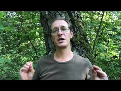 Яндекс — поиск по видео