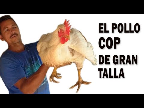 , title : 'EL POLLO COP DE GRAN TALLA'