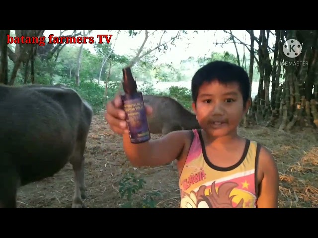 Vidéo Prononciation de carabao en Anglais