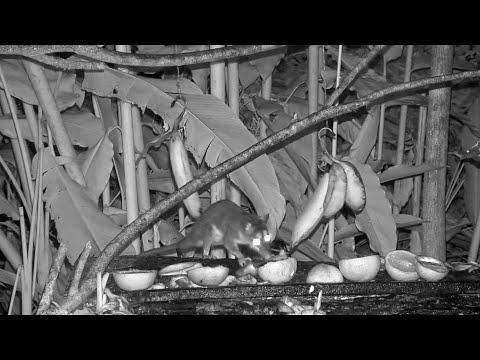 Gray Four-eyed Opossum Finds Plenty To Eat On The Panama Fruit Feeder – Jan. 12, 2022