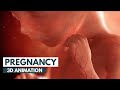 Pregnancy: A Month-By-Month Guide | 3D Animation
