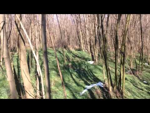 COPOI ARDELENESC (PACO) IN ACTIUNE-NELU FULL PITESTI