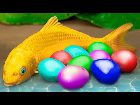 Golden carp lay eggs of seven colors ❤️ Koi fish couple battle ❤️ Stop Motion ASMR - Coco