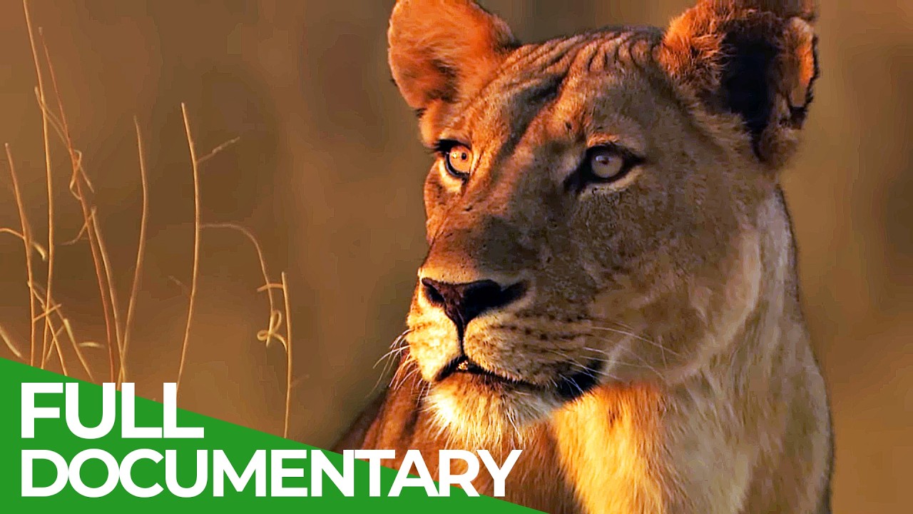 Lions Rule | Episode 1: Death in the Glade | Free Documentary Nature