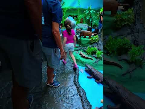 Cascata del Caracol en Canela y descubrimos su secreto  #canela #cascatadocaracol #viajes #short