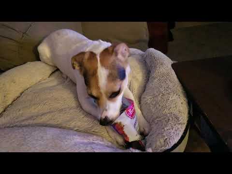 download lagu mp3 mp4 My Dog Ate A Bag Of Beef Jerky, download lagu My Dog Ate A Bag Of Beef Jerky gratis, unduh video klip My Dog Ate A Bag Of Beef Jerky