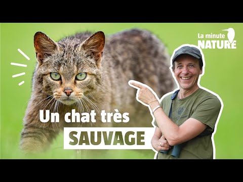 How to see the wild cat?