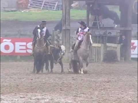 Butia Ventania - Lages