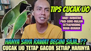 Download lagu HANYA DIRAWAT BEGINI SAJA ⁉️ BURUNG CUCAK IJO TETAP GACOR KOK || Tips Cucak Ijo Gacor mp3