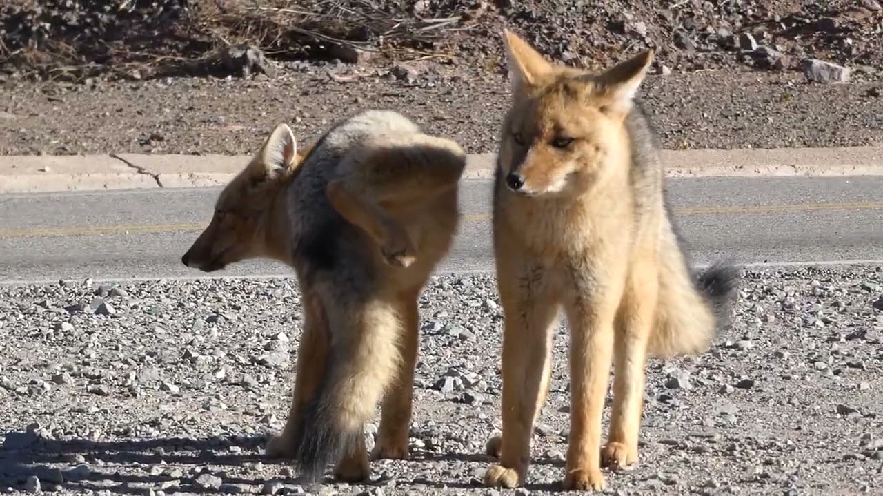 Lycalopex sp. Cuesta de Miranda, La Rioja, Argentina.