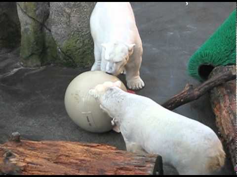 New Polar Bear Toy!