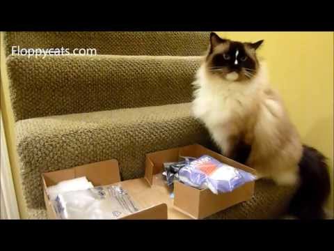 Ragdoll Cats Receive In PawCheck Home Test Kits for UTIs in Cats and More - ねこ - ラグドール - Floppycats