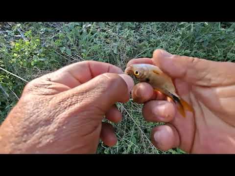 PESCARIA DE PIABA SERTÃO ZINHO PARAIBA 