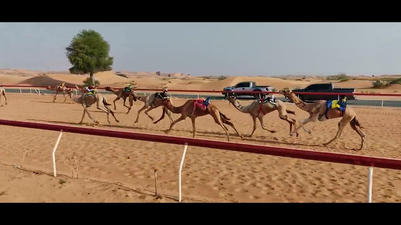 اللبسة :26-10-2024 ش10