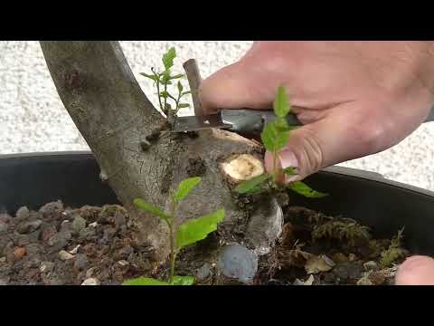 Notwendige Maßnahme an der Hainbuche ( 2022 -  48 )