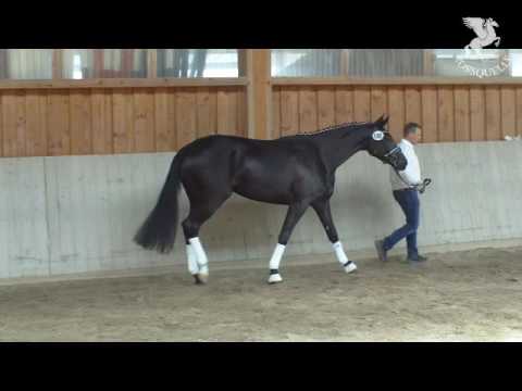 Trakehnerstute DARK ROSE