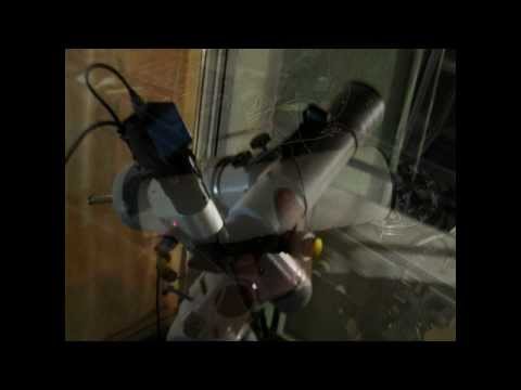 Saturn live through William Optics Megrez 72 FD telescope