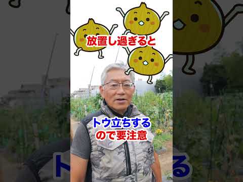 一度植えると数年連続で収穫できますか?さて、多年草野菜にズームイン！  庭園