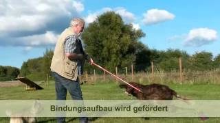 preview picture of video 'Hundeschule Rostock Hundesport Rostock Hundebetreuung Rostock Hunde Halter Hilfe Mönchhagen'