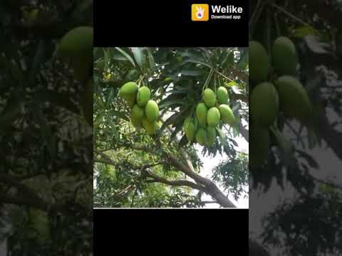 download lagu mp3 mp4 Mengo, download lagu Mengo gratis, unduh video klip Mengo