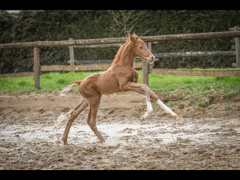 Hengstanwärter v.  Viva Gold