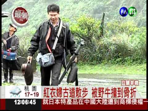 宜蘭草嶺有狂牛? 管理員帶槍抓牛!