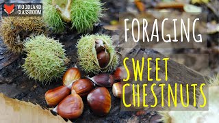 Foraging for Sweet Chestnuts