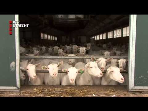 U Vandaag - wo 29 jan 2014, 17:00 uur [RTV Utrecht]