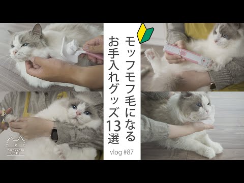 ラグドール猫の世話をする方法