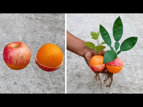 , title : 'Grow apple tree from orange (OR) Orange tree from apple'