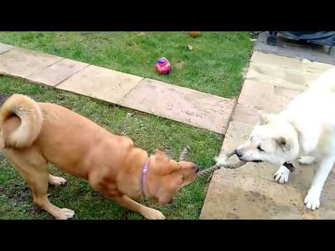 Doggy Tug Of War: Maya (Fox) VS Caesar (Wolf)