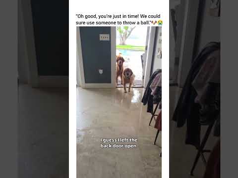 They are gonna need a ham sandwich with doritos stat 😂😂 #dog #dogshorts #dogsofyoutube #dogsvideo