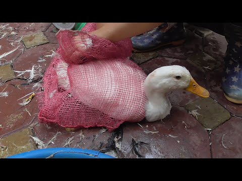 image-Why do Americans not eat duck?