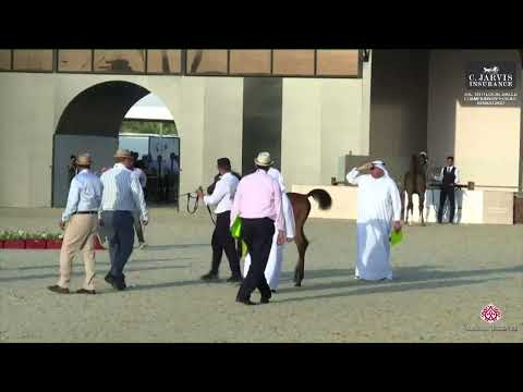 N 2 MODHAWI AL WASEEL   The 12th Local Breed Championship for Arabian Horses 2023   Filly Foals Sect