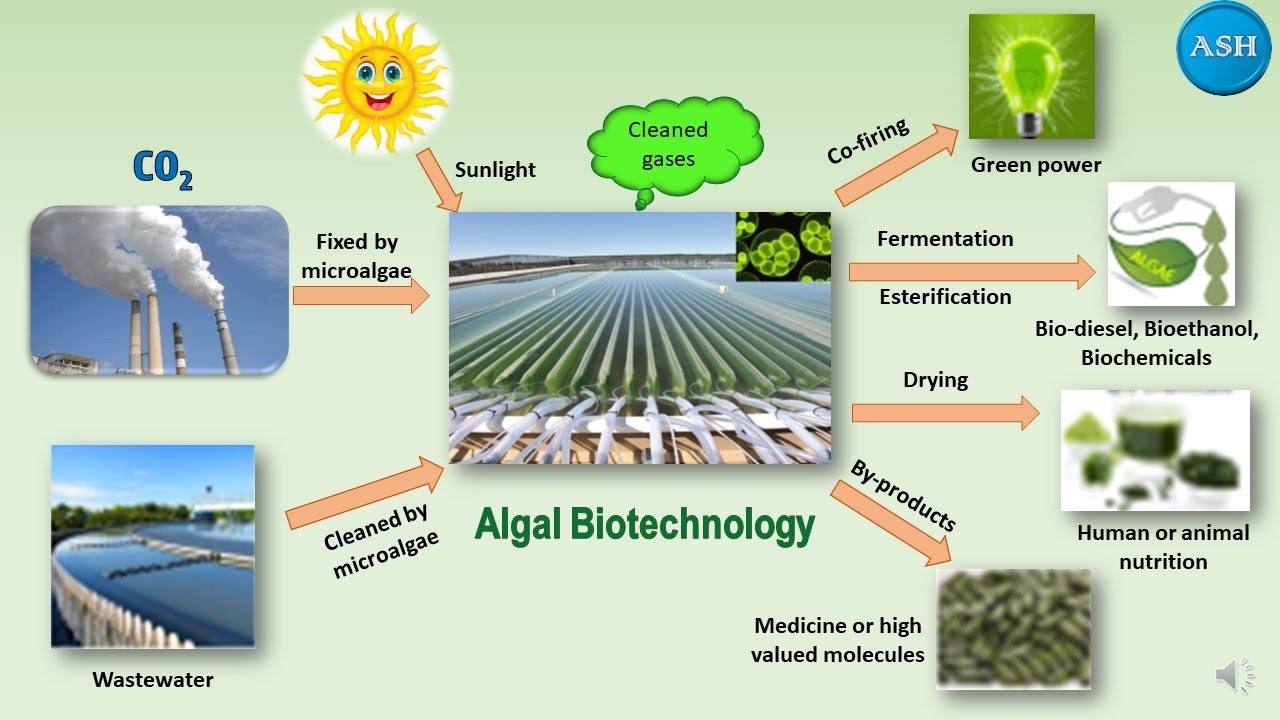 An Introduction to Algal Biotechnology