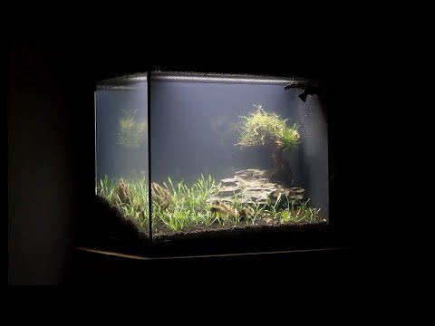 ADA Planted Spec 16 Gallon