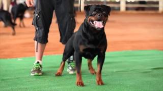 RKNA SWRK Klub Sieger Show in Georgia HD