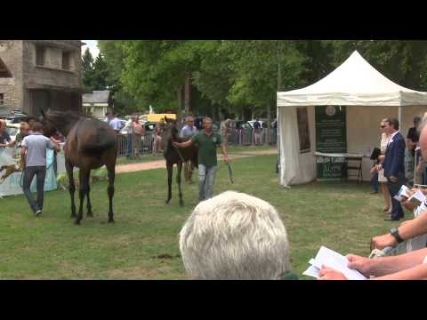 Lot 71 - N (Arcafet 2015) - F15 Saddler Maker / Arcafet