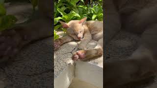 Cat Sleep well #cat #cambodia #カンボジア #ねこ #ねこのいる生活